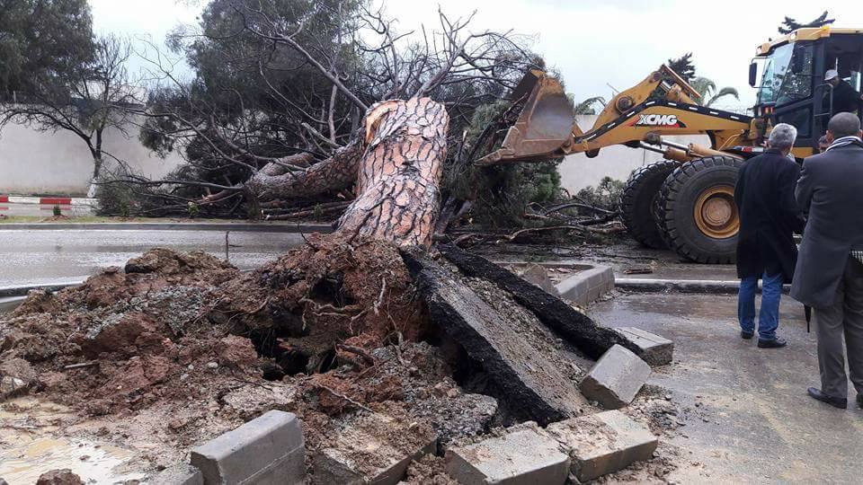 Constantine – Deux arbres chutent sur des fils électriques, un quartier plongé dans le noir