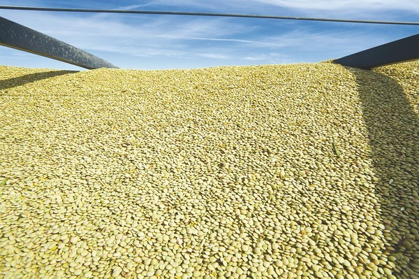 Avec un rendement de plus de 10 q à l’hectare : Production record de lentilles à M’daourouch