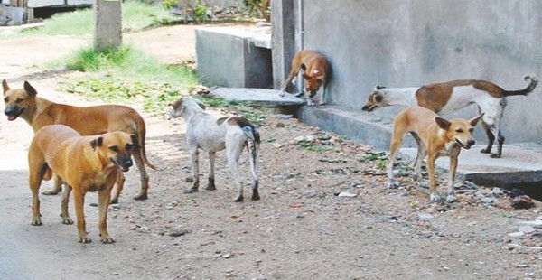 Sbaat (Rouiba) : Vivre parmi les chiens errants et les moustiques