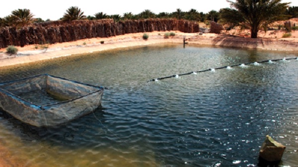 Technique de suivi des poissons d’élevage dans les bassins agricoles: une trentaine d’agriculteurs en formation à l’institut de pêche