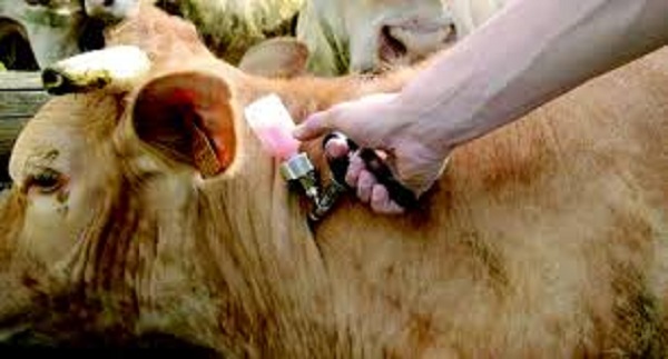 Le ministre de l’agriculture à propos de la fièvre aphteuse: «Ce n’est pas un fléau»