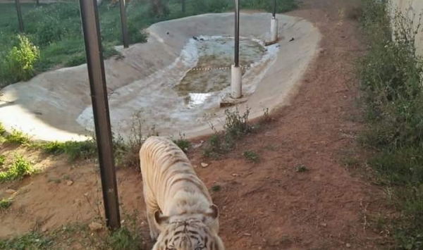 Vidéo: Une jeune fille de 8 ans se fait attaquer par un tigre au zoo de Mostaganem !