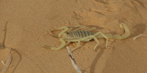 Envenimation scorpionique: entre 50 et 100 décès chaque année