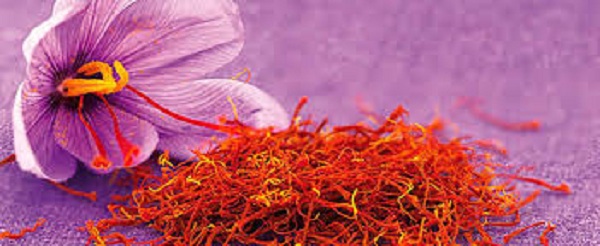 Création de l’association nationale des producteurs de safran: Appelé «or rouge», son prix au kilo peut atteindre les 450 millions de centimes
