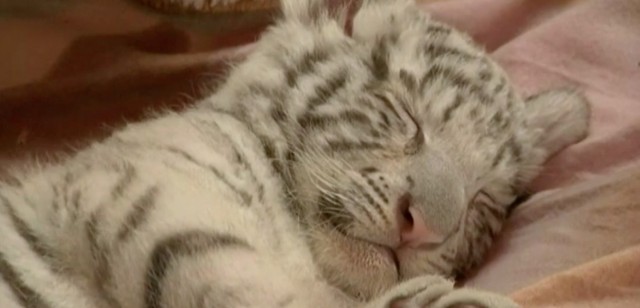 Naissance de deux bébés tigres au parc « Mostaland »