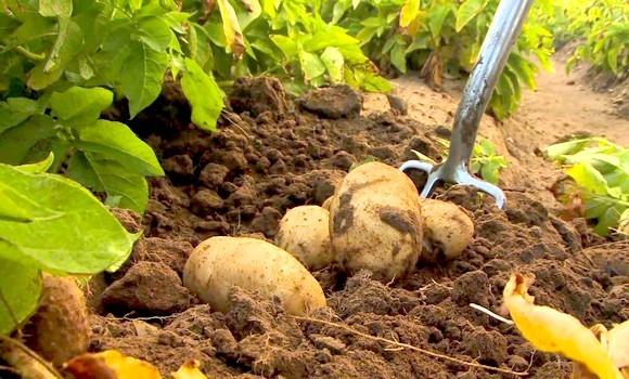 Rencontre d&rsquo;évaluation du programme pomme de terre de saison et d&rsquo;arrière saison