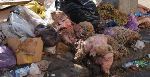 Aid El Adha: les citoyens appelés à ne pas jeter les déchets des moutons dans les réseaux d&rsquo;assainissement