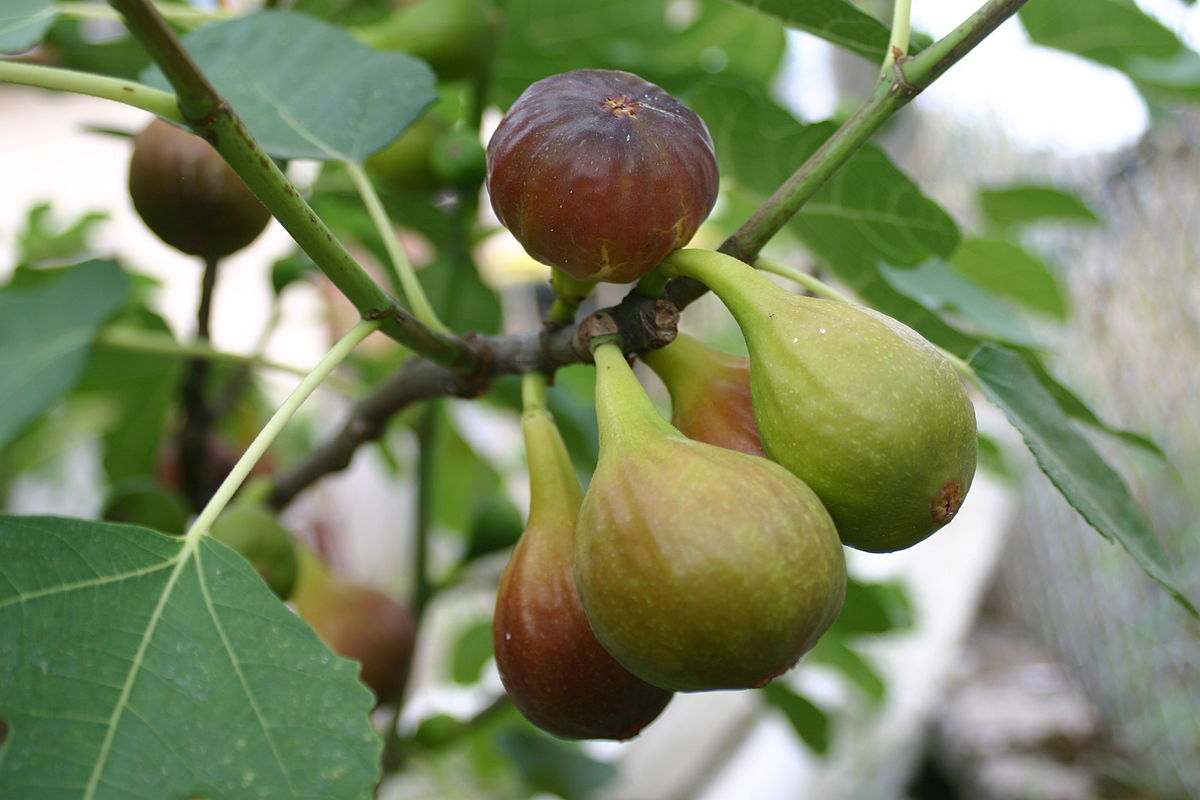 L’Algérie, troisième plus important producteur de figues fraîches au monde