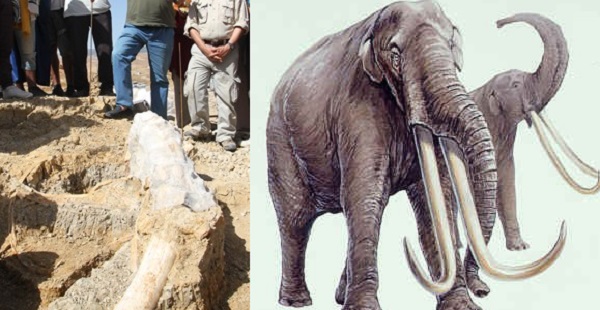 Les restes du Stegodon, un éléphant « préhistorique » découverts en Algérie