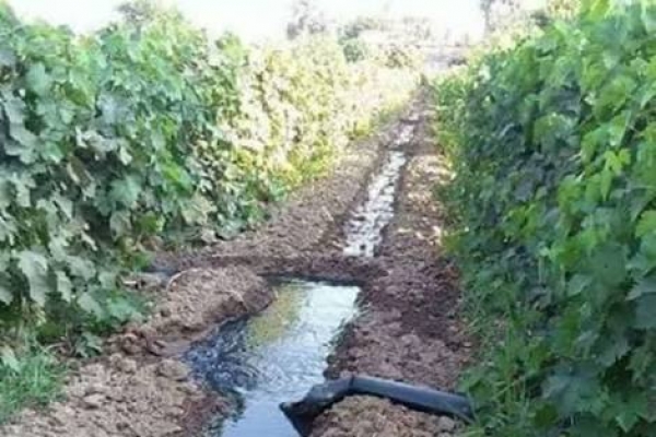 Tiaret: procédure pour la destruction d’un champ agricole irrigué à partir des eaux usées à Aïn Mesbah (responsable)