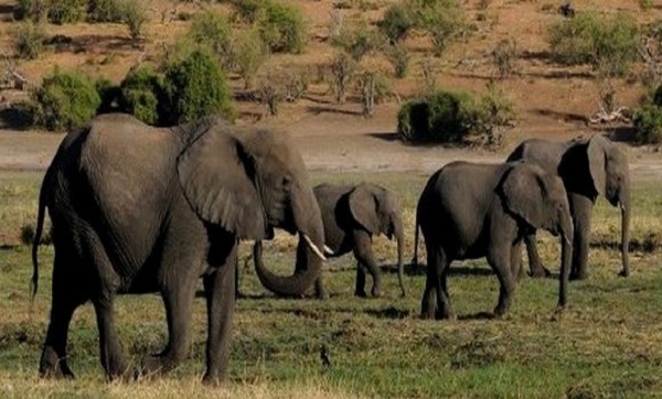 Les éléphants capturés vivent 5 ans de moins que leurs congénères nés en captivité