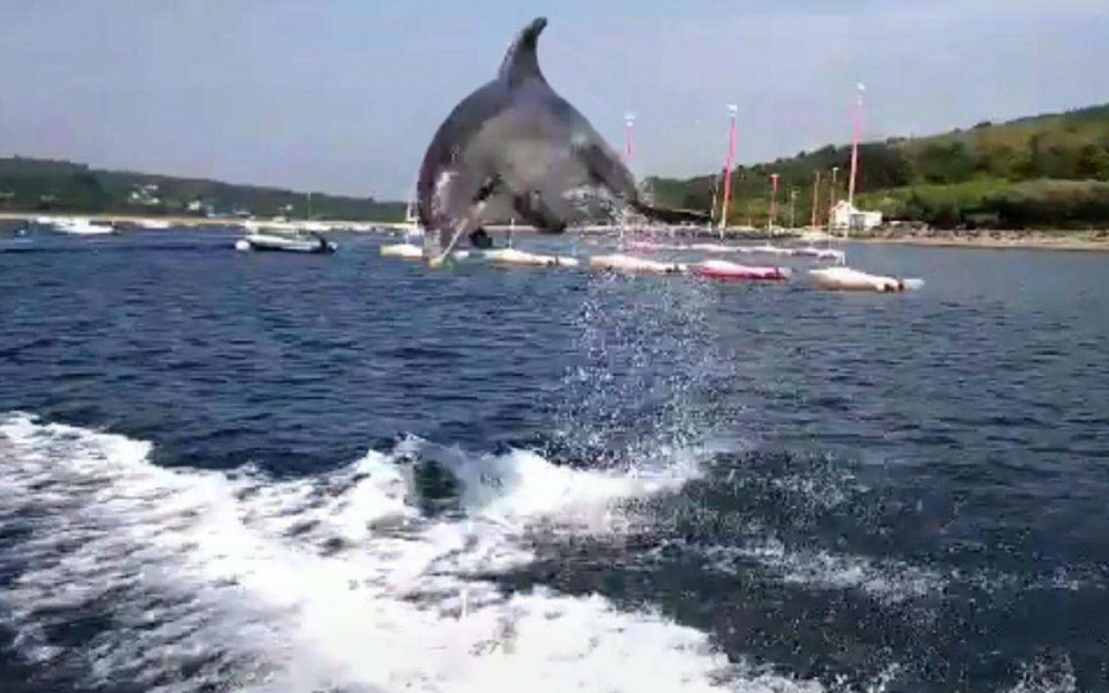 Une plage a été fermée à la baignade : Un dauphin en rut sème la panique en France