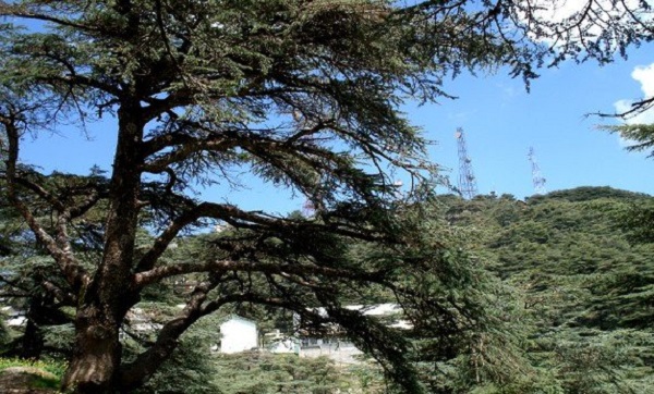 32e Camp de scoutisme: les scouts arabes subjugués par la région touristique de Chréa