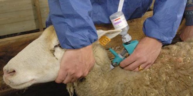 380 cas sont enregistrés annuellement: Le kyste hydatique continue d’inquiéter les pouvoirs publics