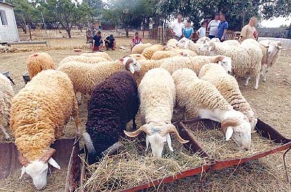 Cherté du mouton : Les prix dépassent d’au moins 15 000 DA ceux pratiqués dans les zones d’élevage d’ovins 1
