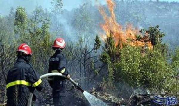Bilan des incendies de forêts : 1100 hectares ravagés