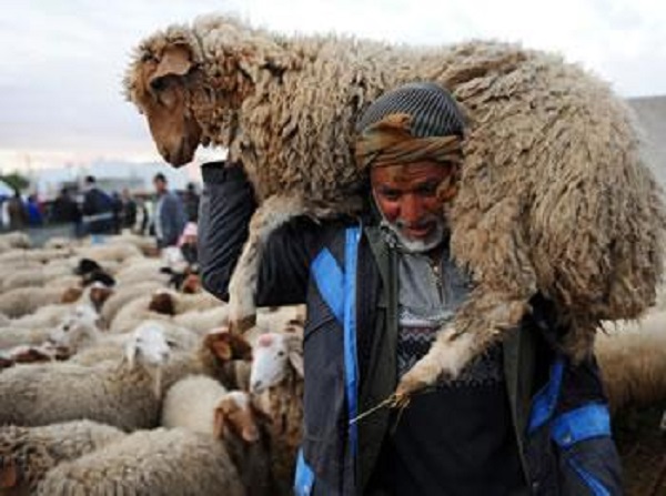 Un beau mouton aux grandes cornes comme signe extérieur de richesse : Les frimeurs de l’Aïd!