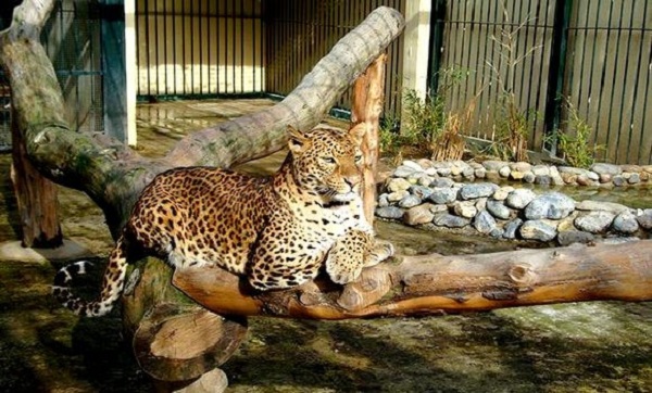 Jardin d’essai: tentatives d’insémination artificielle de la panthère « Sunday »