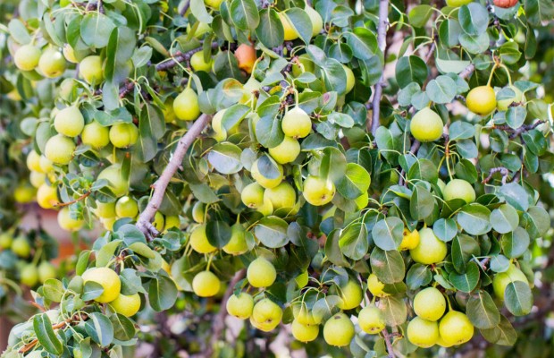 Préparation de la semaine: Remède qui nettoie les reins et soigne la prostate