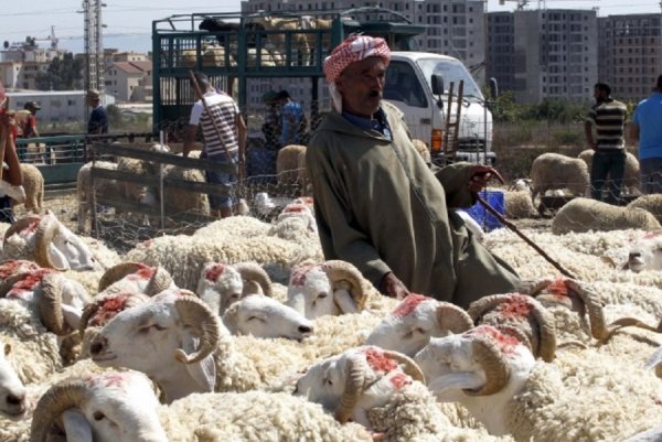 Le mouton toujours cher … jusqu’à 120 000 da
