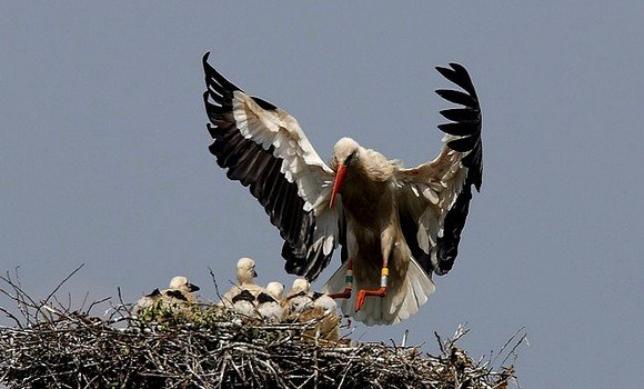 El Tarf: recensement de 175 nids de cigognes blanches depuis juin dernier