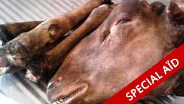 Comment nettoyer tête et pieds de mouton