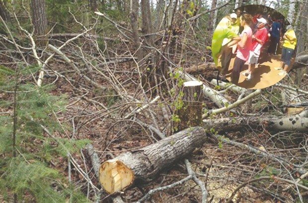Abattage des arbres à Bouchaoui : La mobilisation continue