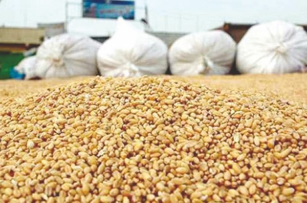 Sétif retrouve sa vocation de producteur de céréales : Le grenier de Rome ressuscité