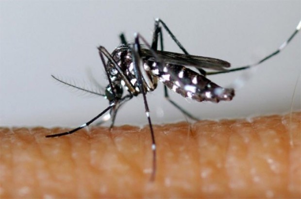 Il a fait ses premières victimes : Le moustique tigre arrive à Alger