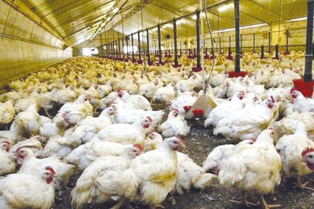 Le prix des viandes blanches en hausse !
