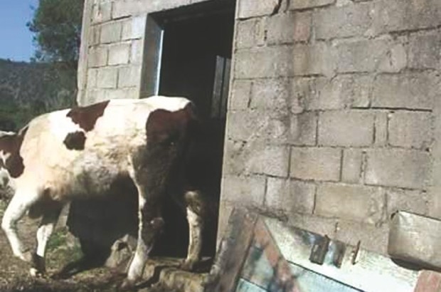 Khemis El-Khechna (Boumerdès) : Une école primaire à l’abandon transformée en écurie
