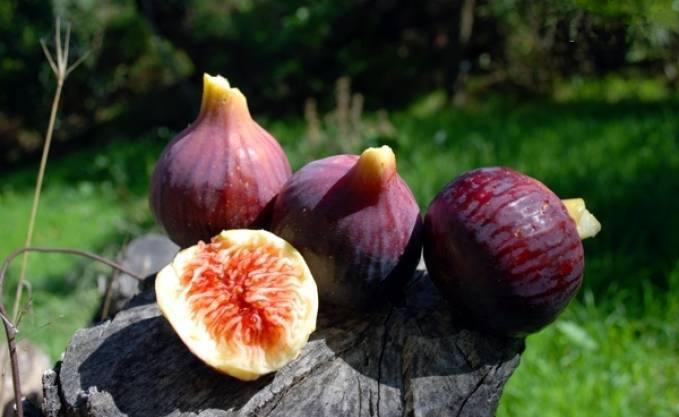 Figues fraîches: l’Algérie troisième producteur mondial