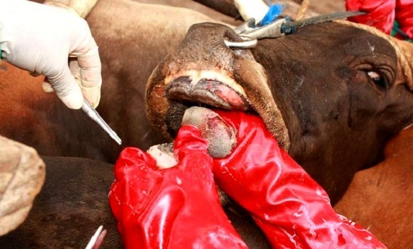 Abattoir de Hussein Dey : 7 cas de fièvre aphteuse parmi des bovins destinées à l’abattage