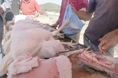 Jijel Saisie de 200 kilos de poulet abattu clandestinement