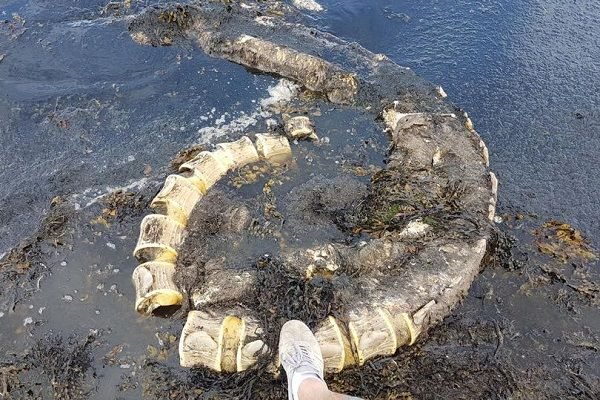 Écosse: Le mystérieux monstre du Loch Ness retrouvé échoué