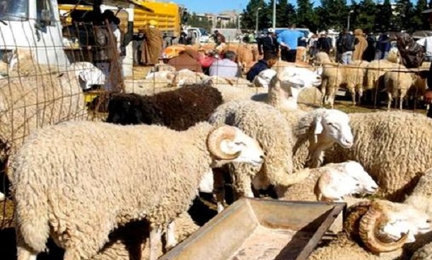 Fièvre aphteuse-peste des petits ruminants: pas d’impact sur les bêtes de sacrifice de l’Aïd El Adha