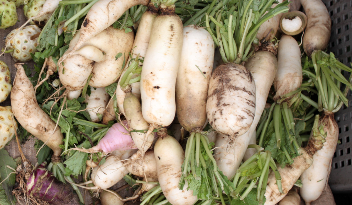 Il est cédé entre 250 et 300 da/ Sétif : la revanche spectaculaire du navet