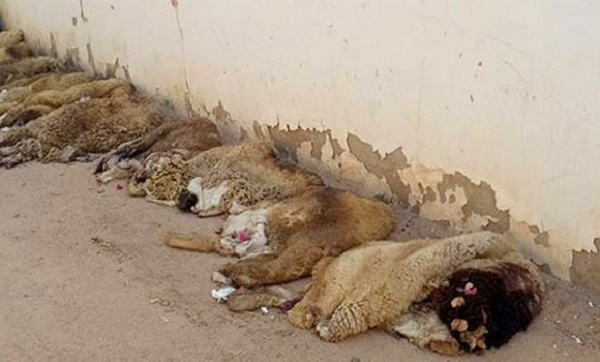 Annaba: Le bélier vend trop cher sa peau
