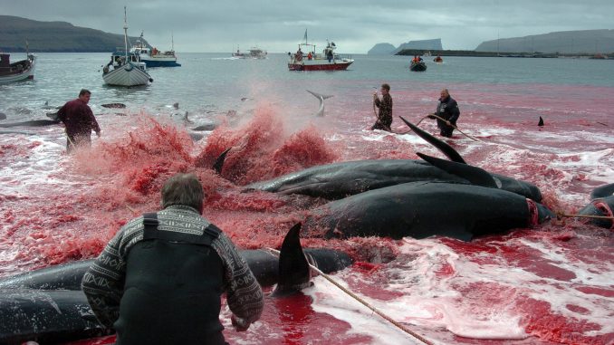 Les pêcheurs japonais, des tueurs de baleines