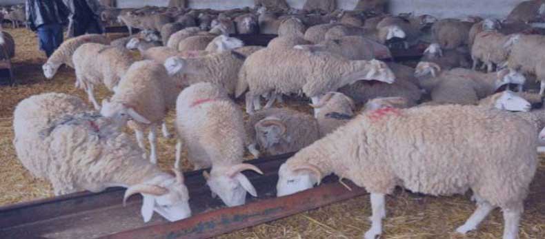 Oran : Le mouton du sacrifice, hors de portée !
