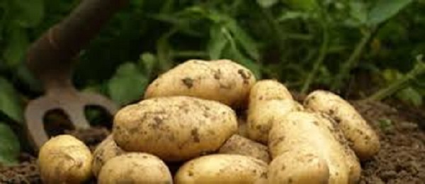 Pomme de terre: Spéculation sur le marché de gros à l&rsquo;approche de l&rsquo;Aïd