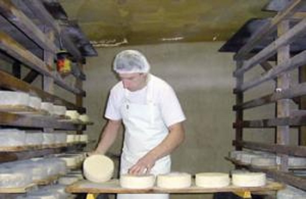 Menaceur (Tipasa): Où en est la production du fromage de lait de chèvre ?