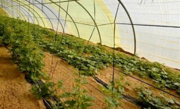 Ouargla: Les bons chiffres de la serriculture