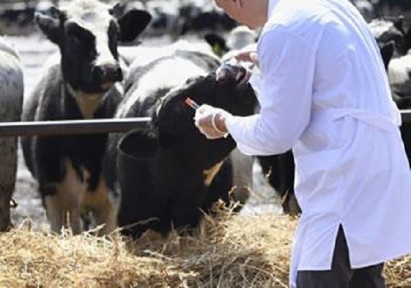 Pour contrer l&rsquo;avancée de la fièvre aphteuse: Un « bataillon » de vétérinaires mobilisés