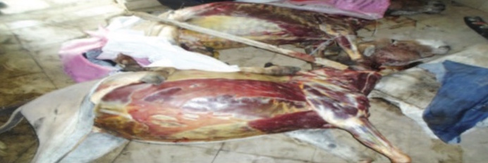 Misserghine: 700 kilos de viande impropre à la consommation saisis