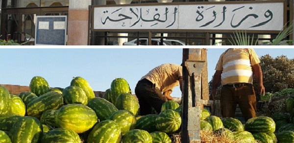 Choléra: les fruits et légumes sont irriguées par des eaux saines
