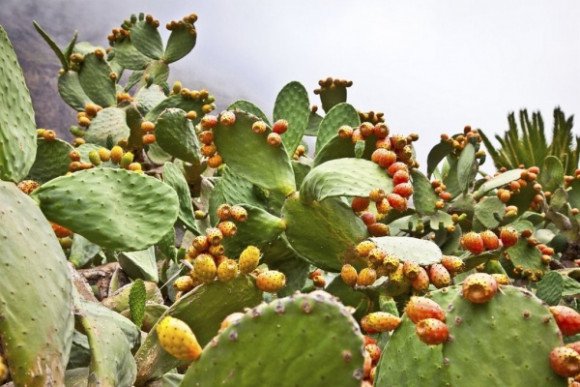 Figue de Barbarie: prise en charge par le ministère de l’encadrement, de la production et de la transformation