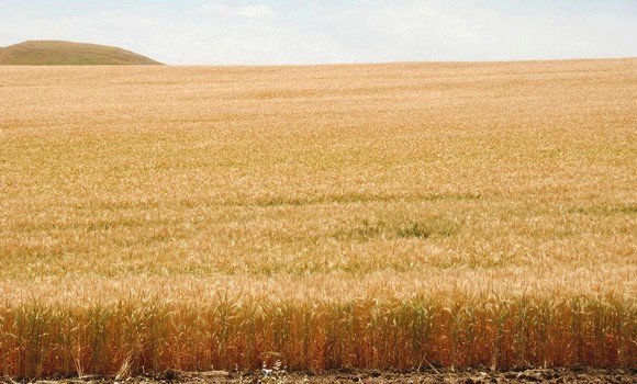 Céréales: Production nationale « record » de plus de 60 millions de quintaux durant la compagne 2017-2018