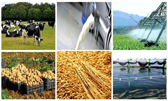 L’Algérie en mesure d’arrêter l’importation des produits agricoles d’ici trois ans