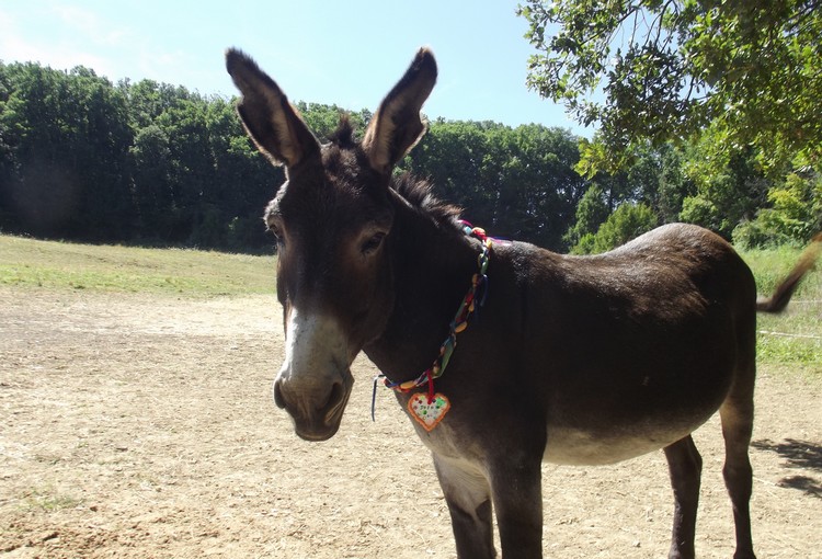 Oran : Saisie de 300 kg de viande d&rsquo;âne à Chtaibo